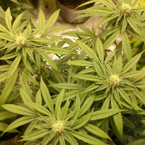 Jellie Cake growlog timeline photo