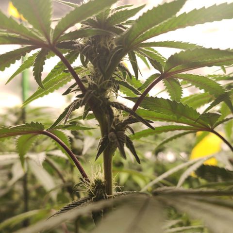 Jellie Cake growlog timeline photo