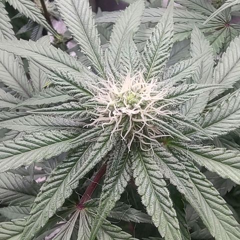 Jellie Cake growlog timeline photo