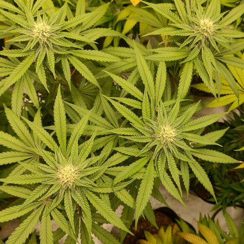 Jellie Cake growlog timeline photo