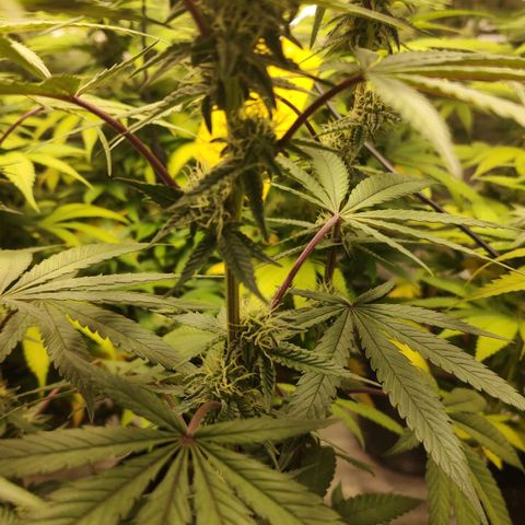 Jellie Cake growlog timeline photo