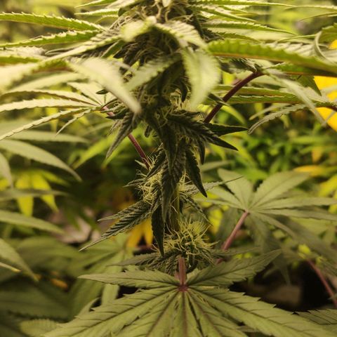 Jellie Cake growlog timeline photo