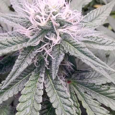 Jellie Cake growlog timeline photo
