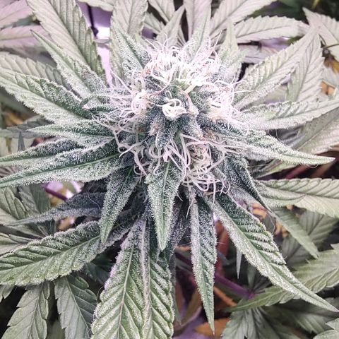 Jellie Cake growlog timeline photo