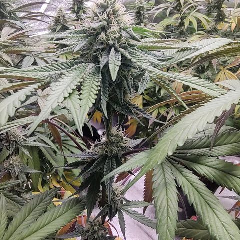 Jellie Cake growlog timeline photo