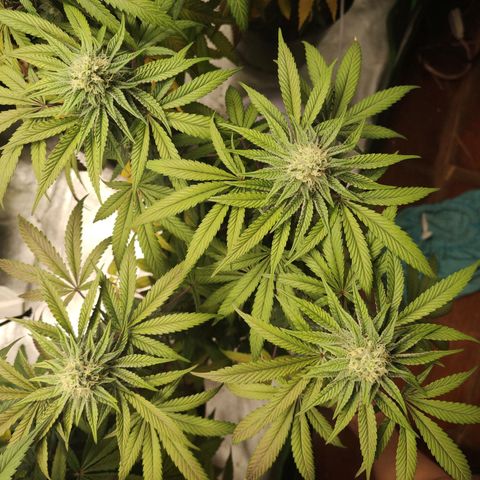 Jellie Cake growlog timeline photo