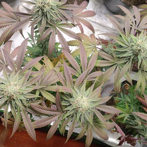 Jellie Cake growlog timeline photo