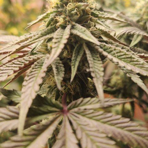 Jellie Cake growlog timeline photo