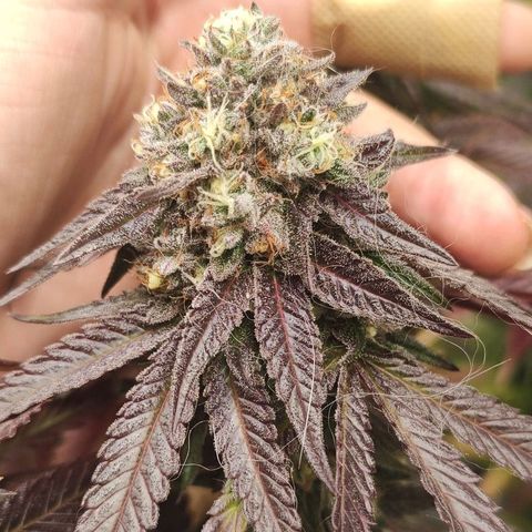 Jellie Cake growlog timeline photo