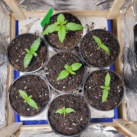 OG Kush Auto growlog timeline photo