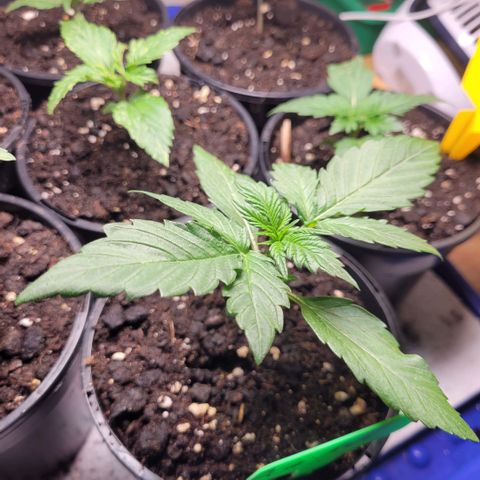 OG Kush Auto growlog timeline photo