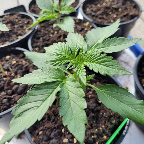 OG Kush Auto growlog timeline photo
