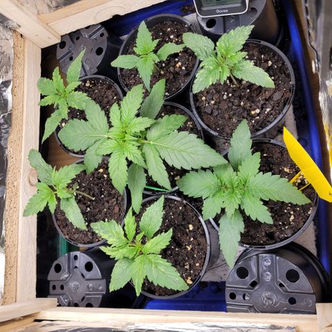 OG Kush Auto growlog timeline photo