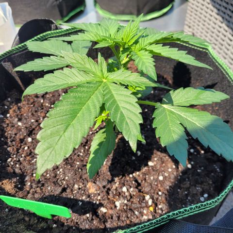 OG Kush Auto growlog timeline photo