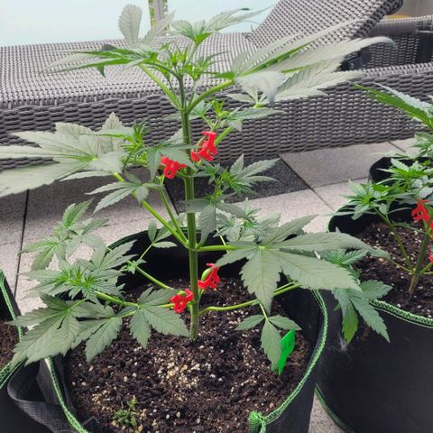 OG Kush Auto growlog timeline photo