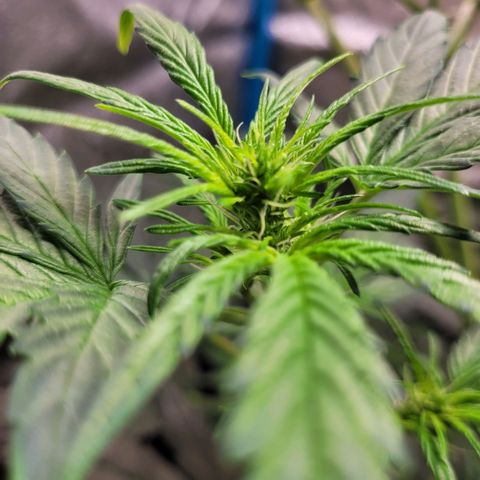 OG Kush Auto growlog timeline photo