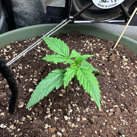 Sticky Orange (Hector & Rüdiger) growlog timeline photo