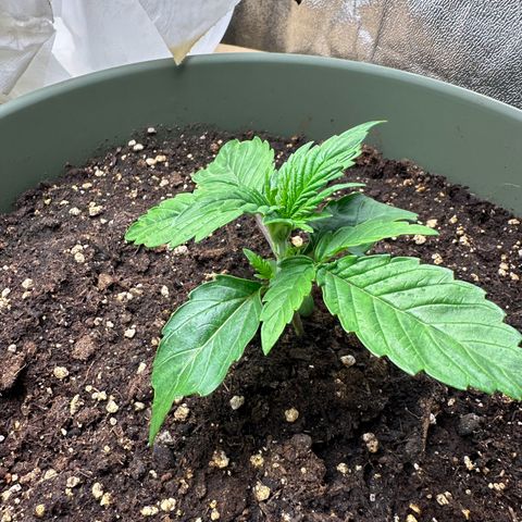 Sticky Orange (Hector & Rüdiger) growlog timeline photo