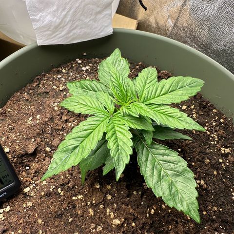 Sticky Orange (Hector & Rüdiger) growlog timeline photo