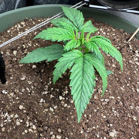 Sticky Orange (Hector & Rüdiger) growlog timeline photo