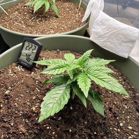 Sticky Orange (Hector & Rüdiger) growlog timeline photo