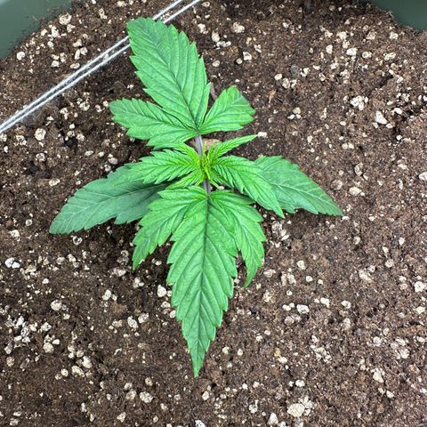 Sticky Orange (Hector & Rüdiger) growlog timeline photo