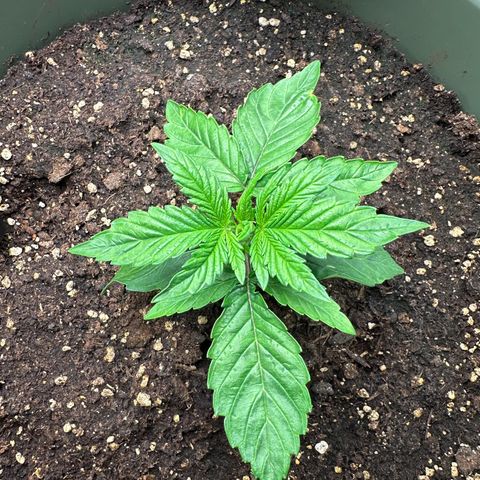 Sticky Orange (Hector & Rüdiger) growlog timeline photo