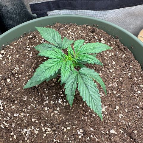 Sticky Orange (Hector & Rüdiger) growlog timeline photo