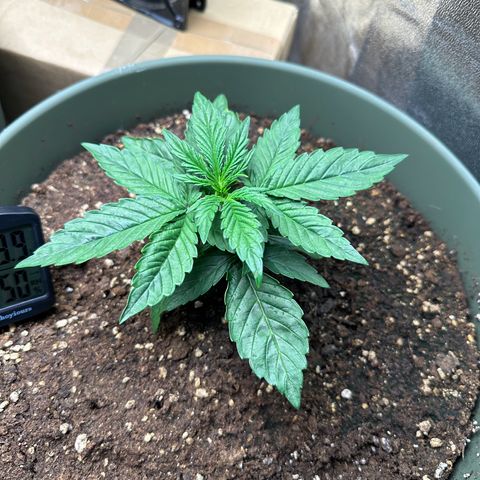 Sticky Orange (Hector & Rüdiger) growlog timeline photo