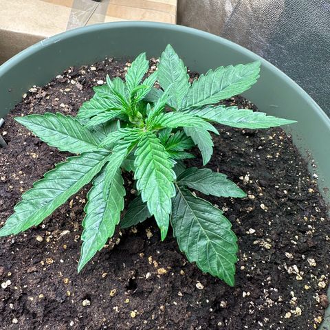 Sticky Orange (Hector & Rüdiger) growlog timeline photo