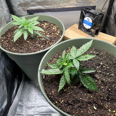 Sticky Orange (Hector & Rüdiger) growlog timeline photo
