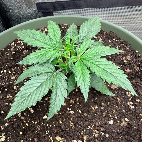 Sticky Orange (Hector & Rüdiger) growlog timeline photo