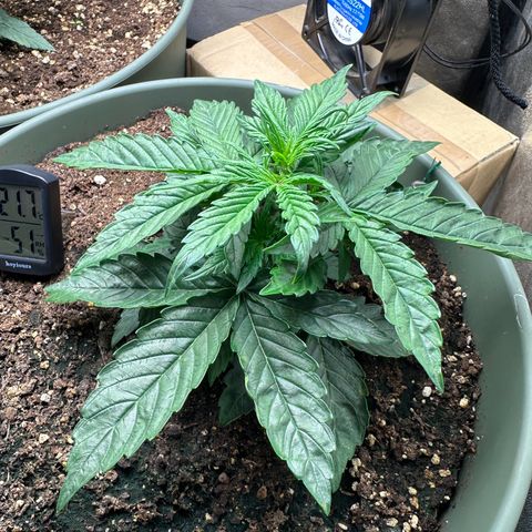 Sticky Orange (Hector & Rüdiger) growlog timeline photo