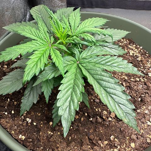 Sticky Orange (Hector & Rüdiger) growlog timeline photo