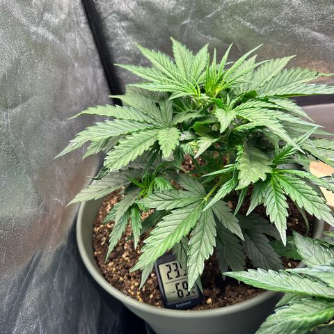 Sticky Orange (Hector & Rüdiger) growlog timeline photo