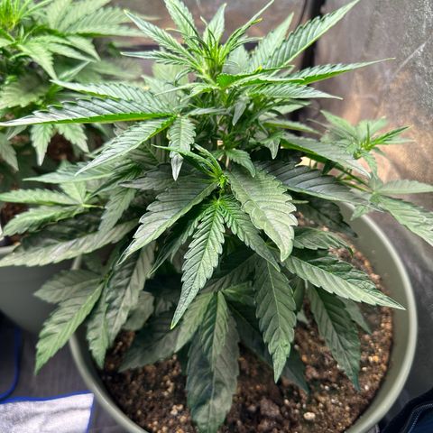 Sticky Orange (Hector & Rüdiger) growlog timeline photo