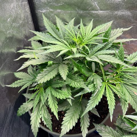 Sticky Orange (Hector & Rüdiger) growlog timeline photo