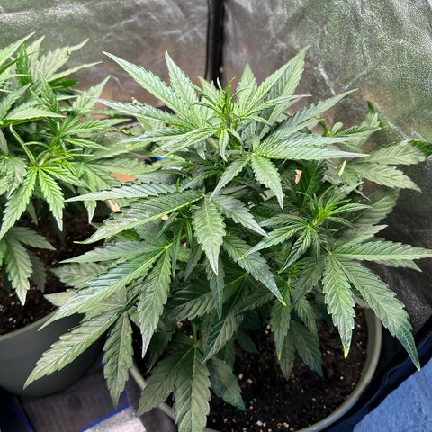 Sticky Orange (Hector & Rüdiger) growlog timeline photo