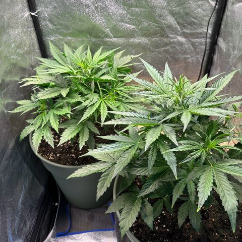 Sticky Orange (Hector & Rüdiger) growlog timeline photo