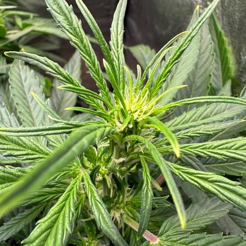 Sticky Orange (Hector & Rüdiger) growlog timeline photo