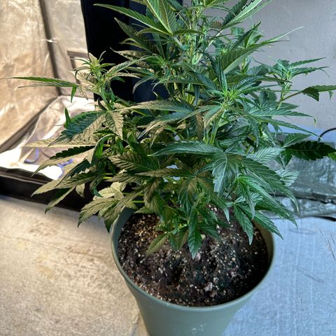 Sticky Orange (Hector & Rüdiger) growlog timeline photo