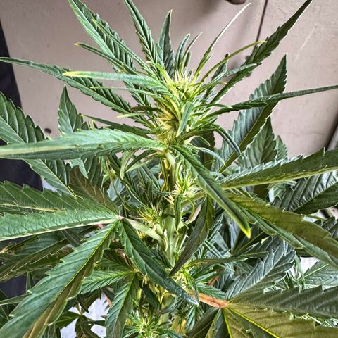 Sticky Orange (Hector & Rüdiger) growlog timeline photo