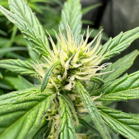 Sticky Orange (Hector & Rüdiger) growlog timeline photo