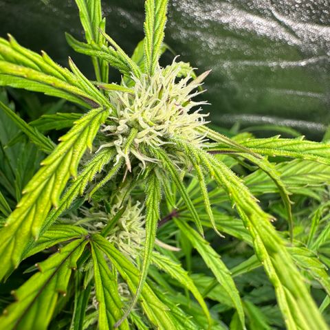Sticky Orange (Hector & Rüdiger) growlog timeline photo