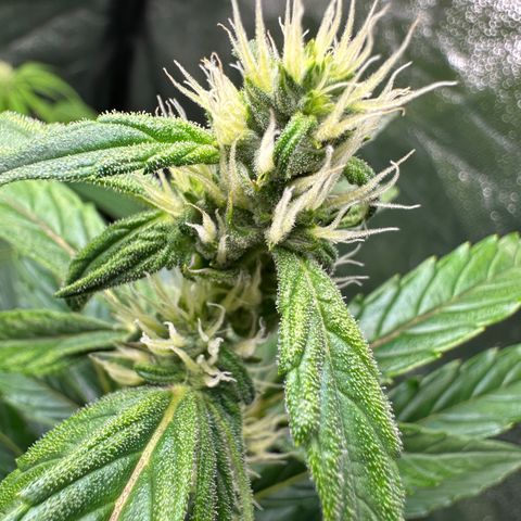 Sticky Orange (Hector & Rüdiger) growlog timeline photo