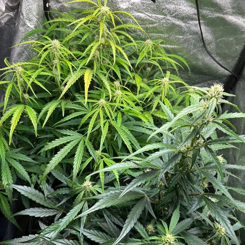Sticky Orange (Hector & Rüdiger) growlog timeline photo