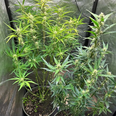 Sticky Orange (Hector & Rüdiger) growlog timeline photo