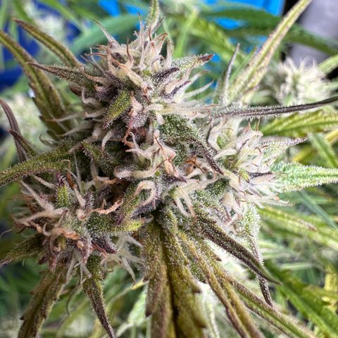 Sticky Orange (Hector & Rüdiger) growlog timeline photo