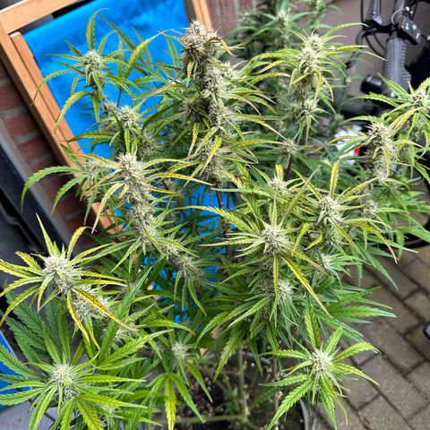 Sticky Orange (Hector & Rüdiger) growlog timeline photo