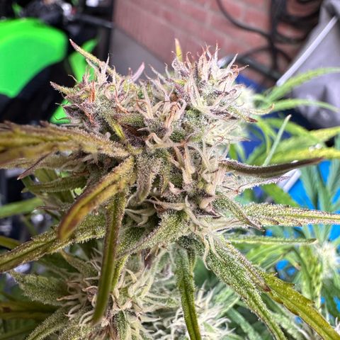 Sticky Orange (Hector & Rüdiger) growlog timeline photo